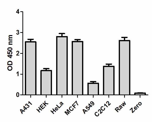 Cell line analysis for Total IĸBα from 150 µg/mL preparations of cell extracts. Data from triplicate measurements (mean +/- SD) are plotted and compared to 1X Cell Extraction Buffer PTR (zero).
