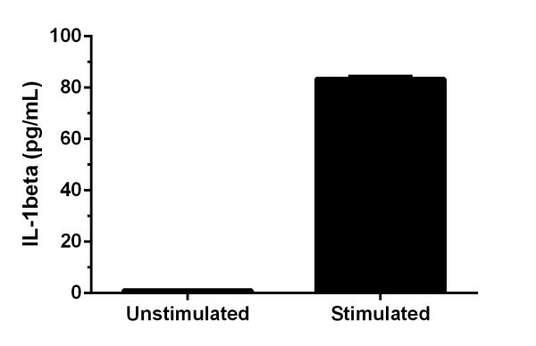 RAW264.7 cells were grown in the absence (unstimulated) or presence of 5 µg/mL Lipopolysaccharide (LPS) (stimulated) for 48 hours. IL-1 beta was measured in 2-fold diluted cell culture supernatants of unstimulated and LPS stimulated RAW264.7 and cell culture media. Measured values were interpolated from the IL-1 beta Standard Curve diluted in Sample Diluent NS and corrected for dilution factor. Mean of duplicate values +/-SD are graphed: 1.1 pg/mL unstimulated, 83.5 pg/mL stimulated. There was no detectable signal in media.