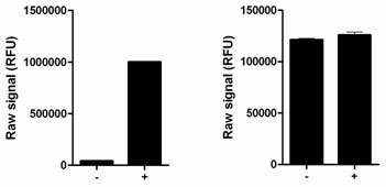 Using the JNK 1/2/3 assay kits, a significant stimulation of JNK 1/2/3 phosphorylation at Thr183/Tyr185 is detected in HEK293 cells treated with anisomycin for 30 minutes (+) compared with untreated cells (-), while no change in total JNK levels is observed.