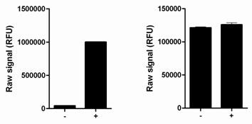 Using the JNK 1/2/3 assay kits, a significant stimulation of JNK 1/2/3 phosphorylation at Thr183/Tyr185 is detected in HEK293 cells treated with anisomycin for 30 minutes (+) compared with untreated cells (-), while no change in total JNK levels is observed.