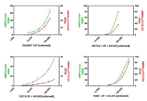 Cells were seeded the day before fixation at the specified cell density and allowed to adhere overnight. Cells were then fixed the next day and signal was obtained using this kit as described. In this experiment, the Hek293T cells were instead permeabilized with methanol at -20°C due to their sensitivity to antigen retrieval. Total AMPKα and AMPKα pT172 are shown after background subtraction.