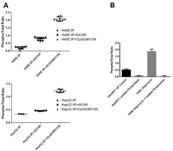 (A) H4IIE and HepG2 cells were seeded on amine coated plates within the working range of the assay the day before fixation. Levels of total AMPKα and phosphorylated protein at T172/183 were measured after serum starvation and treatment with AICAR (ab120358) or oligomycin. Normalized signal intensities were ratio to show the effect of treatment on the phosphorylation status of AMPK. (B) H4IIE cells treated with oligomycin and untreated Hek293T were fixed on a 96 well plates at densities within the working range of the assay. After fixation, cells were permeabilized with methanol at -20°C for 30 minutes and treated with and without Lamdba Phosphatase at 40˚C for 45 minutes on a plate heater. Blocking and antibody incubations were carried out according to this protocol (without the use of Triton X-100). Normalized signal intensities were ratio to show the effect of treatment on the phosphorylation status of AMPK.