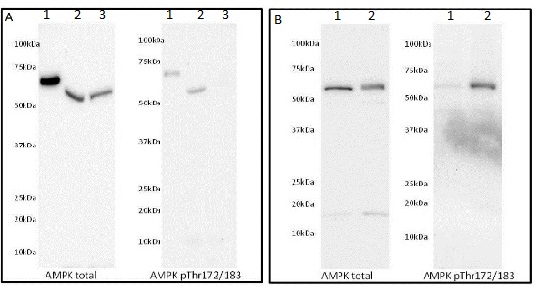 Western Blot was run on a 4-20% gradient acrylamide gel. (A) Samples were loaded as follows: (1) 40ng of AMPKα human recombinant protein, (2) 40 µg of C2C12 myoblasts serum starved (3) 40 µg of C2C12 myoblasts in 10% FCS. (B) Samples were loaded as follows: (1) 40 µg Hek293T in 10% FCS treated with 1/100 dilution of LP (2) 40 µg Hek293T in 10% FCS. AMPKα total membrane was blocked with 5% Milk in TBST, AMPKα pT172 was blocked with 1X Blocking buffer (ab126587) in TBST.