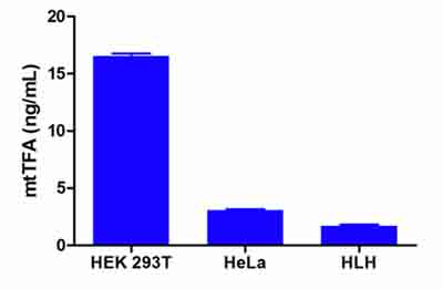 Demonstration of assay specificity. (A) 25µg/mL HEK 293T and HeLa cell lysates and Human Liver Homogenate (HLH) were assayed by the mtTFA ELISA (ab123455) and mtTFA concentration was interpolated from the standard curve.