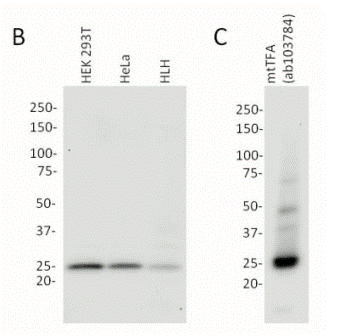 Demonstration of assay specificity. Western blots using the mtTFA ELISA detector antibody (ab119684) at 1µg/mL: (B) 20µg of each lysate and (C) 30ng of mtTFA standard protein (ab103784).