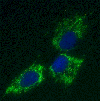 Immunocytochemistry image of mtTFA ELISA detector antibody (ab119684) at 1 µg/mL staining Human HDFn cells.