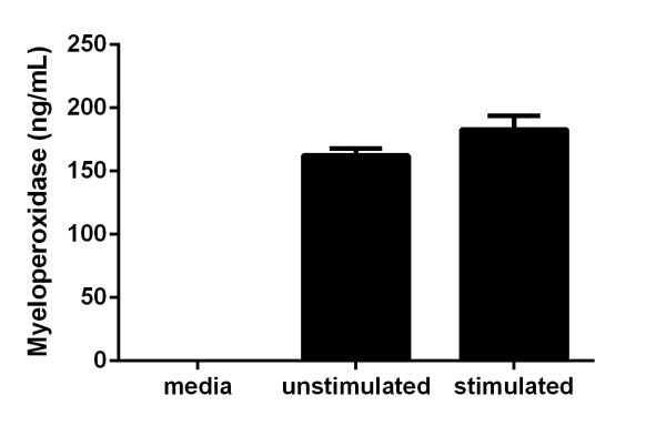 PBMC were grown in the absence (unstimulated) or presence of phytohemagglutinin (PHA) (stimulated) for 2 days. Myeloperoxidase was measured in 2-fold diluted cell culture supernatants of unstimulated and PHA stimulated PBMC and media control. Measured values were interpolated from the Myeloperoxidase Standard Curve diluted in Sample Diluent NS and corrected for dilution factor. Mean of duplicate values +/-SD are graphed: 162 ng/mL unstimulated, 183 ng/mL stimulated, and undetectable in media.