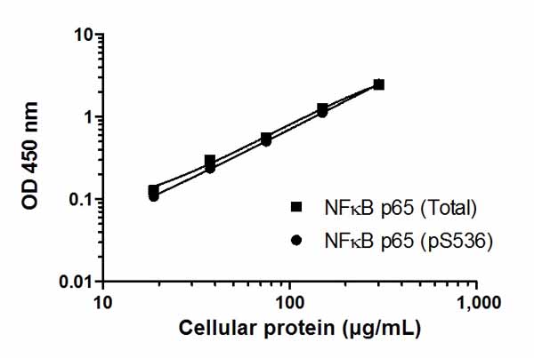 Example of a typical NFĸB p65 (pS536) and NFĸB p65 (Total) cell lysate dilution series. Raw data values are shown in the table. Background-subtracted data values (mean +/- SD) are graphed.