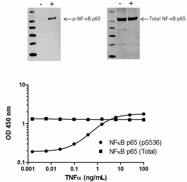 Induction of NFĸB p65 (pS536) phosphorylation in MCF-7 cells in response to TNFα treatment. HeLa cells were cultured in 96-well tissue culture plates, and treated (10 min) with a dose-range of TNFα before cell lysis. Data from quadruplicate measurements of NFĸB p65 (pS536) are plotted and compared against total NFĸB p65 protein levels. Comparative NFĸB p65 (pS536) and NFĸB p65 (Total) data also shown by Western Blot.