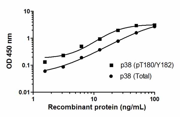 Example of a typical p38 MAPKα (pT180/Y182) and p38 MAPKα (Total) recombinant protein standard curve. The proportion of total protein that is phosphorylated is unknown - data is indicative only. Background-subtracted data values (mean +/- SD) are graphed.