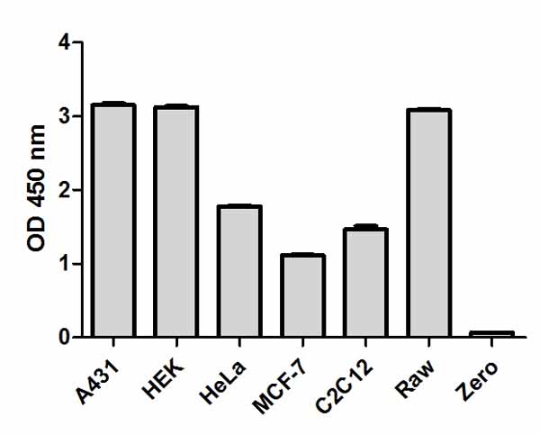 Cell line analysis for Total p38 MAPKα from 200 µg/mL preparations of cell extracts. Data from triplicate measurements (mean +/- SD) are plotted and compared to 1X Cell Extraction Buffer PTR (zero).