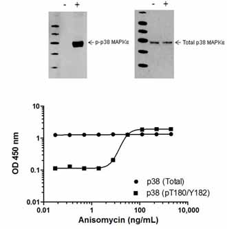 Induction of p38 MAPKα (pT180/Y182) phosphorylation in HeLa cells in response to anisomycin treatment. HeLa cells were cultured in 96-well tissue culture plates and treated (15 min) with a dose-range of anisomycin before cell lysis. Data from quadruplicate measurements of p38 MAPKα (pT180/Y182) are plotted and compared against Total p38 MAPKα protein levels. Comparative p38 MAPKα (pT180/Y182) and p38 MAPKα (Total) data also shown by Western Blot.
