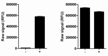 Using the p38 MAPKalpha assay kits, a significant stimulation of p38 MAPKalpha phosphorylation at Thr180/Tyr182 is detected in HEK293 cells treated with anisomycin for 30 minutes (+) compared with untreated cells (-), while no change in total p38 MAPKalpha levels is observed.