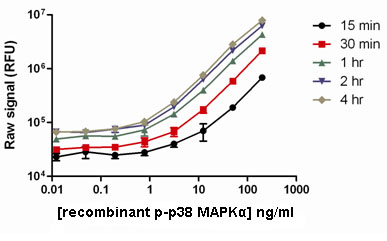 Using the PhosphoTracer p38 MAPKalpha (pT180/Y182) assay, the length of assay incubation time that was required to detect recombinant phospho-p38 MAPKalpha was examined. After 15 mins, phospho-p38 MAPKalpha concentrations of approximately 4 ng/mL were readily detected, while after 1 hour incubation, the limit of detection was approximately 1 ng/mL, and with a much improved assay window. Incubation times longer than one hour showed a slight improvement on assay performance.