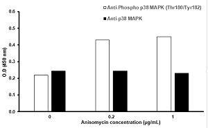 HeLa cells were stimulated by different concentrations of anisomycin for 15 minutes at 37°C. 
