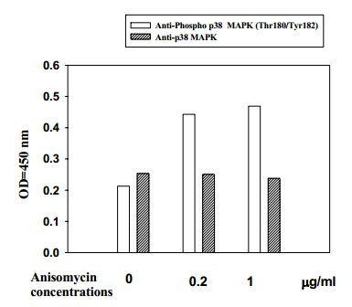 HeLa cells were stimulated by different concentrations of anisomycin for 15 minutes at 37°C.