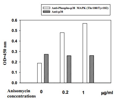 HeLa cells were stimulated by different concentrations of anisomycin for 1 hour at 37°C.