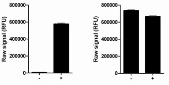 Using the p38 MAPKalpha assay kits, a significant stimulation of p38 MAPKalpha phosphorylation at Thr180/Tyr182 is detected in HEK293 cells treated with anisomycin for 30 minutes (+) compared with untreated cells (-), while no change in total p38 MAPKalpha levels is observed.