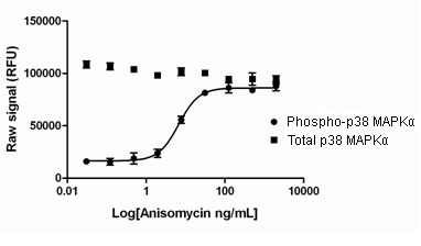 PhosphoTracer p38 MAPKalpha Total ELISA Kit (ab119639) used in Sandwich ELISA.