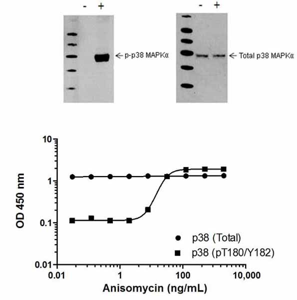 Induction of p38 MAPKα (pT180/Y182) phosphorylation in HeLa cells in response to anisomycin treatment. HeLa cells were cultured in 96-well tissue culture plates and treated (15 min) with a dose-range of anisomycin before cell lysis. Data from quadruplicate measurements of p38 MAPKα (pT180/Y182) are plotted and compared against Total p38 MAPKα protein levels. Comparative p38 MAPKα (pT180/Y182) and p38 MAPKα (Total) data also shown by Western Blot.