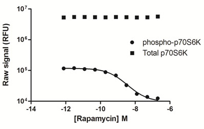 PhosphoTracer p70S6K (pT389) ELISA Kit (ab119642) used in Sandwich ELISA.