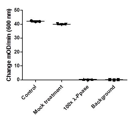 Hek293T extracts were left untreated (control), treated with heat only at 34˚C (Mock) or treated with 1:100 dilution of λ Ppase at 34˚C. Samples were loaded at 750 µg/mL on the plate and measured following the kit’s protocol. Treatment of Hek293T extracts with λ Ppase decreases the signal to background levels.