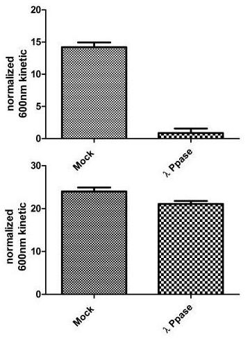 Figure 2. Specificity of Signal by In Cell ELISA. Hek293T cells were seeded on an amine coated plate at 12 k, 25 k and 50 k/well the day before fixation. Levels of total SIRT1 and phosphorylated protein at S47 were measured after permeabilizing with methanol at -20ᵒ C for 25 minutes. Once the methanol was washed with PBS, treatment with 1:100 dilution of LP was carried out at 40˚C for 45 minutes on a plate heater. Blocking and antibody incubations were carried out according to this protocol. Data is shown as the mean of different wells at different cell densities after normalization with Janus green.