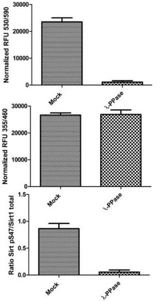 Specificity of Signal by In Cell ELISA. Hek293T cells were seeded on an amine coated plate at 6 k, 12 k, 25 k and 50 k and 100 k/well the day before fixation. Levels of total SIRT1 and phosphorylated protein at S47 were measured after permeabilizing with methanol at -20°C for 25 minutes. Once the methanol was washed with PBS, treatment with 1:100 dilution of Lambda Phosphatase was carried out at 40°C for 45 minutes on a plate heater. Blocking and antibody incubations were carried out according to this protocol. Data is shown as the mean of different wells at different cell densities after normalization with Janus green.