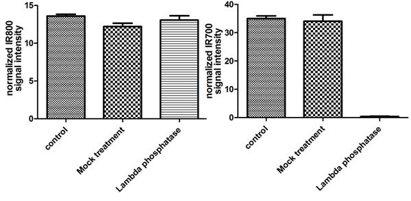 Hek293T cells were seeded on an amine coated plate at 12k, 25k and 50k/well the day before fixation. Levels of total SIRT1 and phosphorylated protein at S47 were measured after permeabilizing with methanol at -20⁰C for 25 minutes. Once the methanol was washed with PBS, treatment with 1:100 dilution of LP was carried out at 40˚C for 45 minutes on a plate heater. Blocking and antibody incubations were carried out according to this protocol. Data is shown as the mean of different wells at different cell densities after normalization with Janus green.
