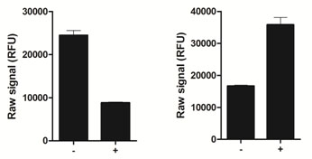 Using the SMAD1 assay kits, SMAD1 phosphorylation at Ser463/465 is detected in BMP4-treated C2C12 cells (+), compared with C2C12 cells treated with 50 µM dorsomorphin (-). Upon phosphorylation, SMAD1 levels decrease as SMAD1 becomes ubiquitinated.