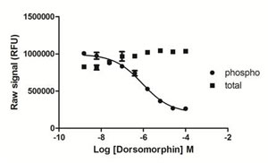 C2C12 cells were seeded at 5K cells/well in a 96 well tissue culture microplate overnight. The next day cells were serum starved for 60 minutes, then treated with various concentrations of dorsomorphin for 30 mins. Subsequently, the cells were stimulated with 50 ng/mL BMP-4 for 30 min. The medium was removed from the wells, and cells were lysed with 120 µl/well of Lysis Mix, with shaking for 10 min. The lysates were transferred to a PhosphoTracer assay plate and assayed for either total or phospho-SMAD1, using the standard protocol. Signal in the wells was determined using a plate reader.