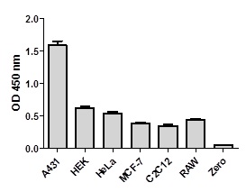 Cell line analysis for Total SMAD1 from 300 µg/mL preparations of cell extracts. Data from triplicate measurements (mean +/- SD) are plotted and compared to 1X Cell Extraction Buffer PTR (zero).