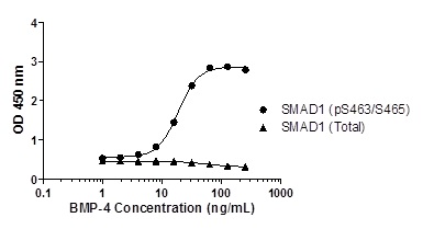 Induction of SMAD1 (pS463/S465) phosphorylation in HeLa cells in response to BMP-4 treatment. HeLa cells were cultured in 96-well tissue culture plates, serum-starved and treated (30 min) with a dose-range of BMP-4 before cell lysis. Data from quadruplicate measurements of SMAD1 (pS463/S465) are plotted.