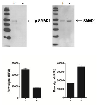 Using the SMAD1 assay kits or Western blot, SMAD1 phosphorylation at Ser463/465 is detected in BMP4-treated C2C12 cells (+), compared with C2C12 cells treated with 50 µM dorsomorphin (-). Upon phosphorylation, SMAD1 levels decrease as SMAD1 becomes ubiquitinated.