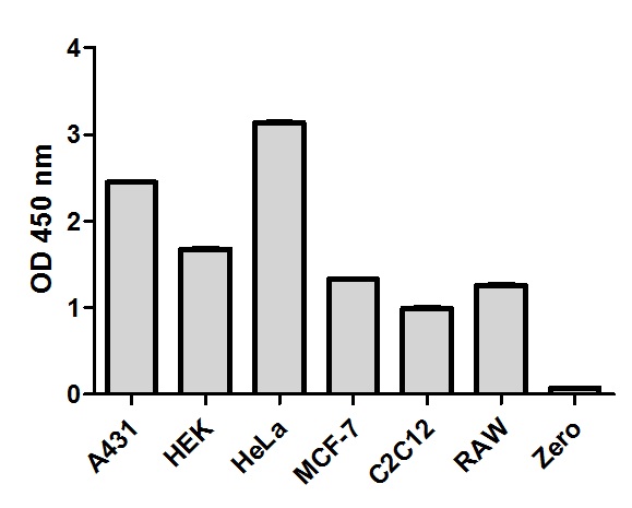 Cell line analysis for Total STAT3 from 200 µg/mL preparations of cell extracts. Data from triplicate measurements (mean +/- SD) are plotted and compared to 1X Cell Extraction Buffer PTR (zero).
