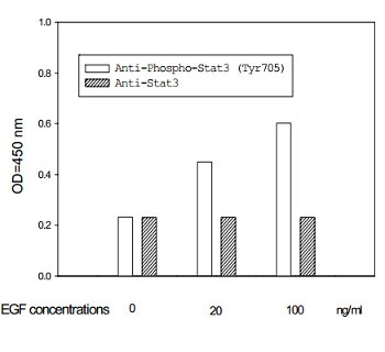 A431 cells were stimulated by different concentrations of EGF for 10 minutes at 37°C.