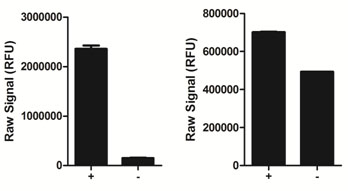 Using the phospho-STAT5 assay kit, a significant stimulation of STAT5 phosphorylation at Tyr694/699 is detected in A431 cells treated with EGF for 10 minutes (+) compared with cells treated with AG1478 (-).
