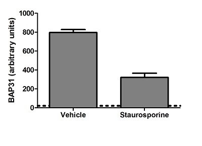 Example of BAP31 reduction in Jurkat cells undergoing apoptosis. Analysis of extracts (1000 ug/mL), prepared from Jurkat cells treated for 6 hours with 1 uM Staurosporine or mock-treated (Vehicle), with the use of this kit. The data show that the Staurosporine treatment decreased BAP31 levels to 40%.
