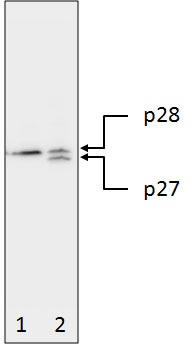 Example of reduction of full-length BAP31 in HeLa cells undergoing apoptosis.Western blot analysis of whole cell lysates, prepared from HeLa cells treated for 4 hours with 1 uM Staurosporine (lane 2) or mock-treated (lane 1), using the same BAP31 antibody used in this kit as capture antibody.