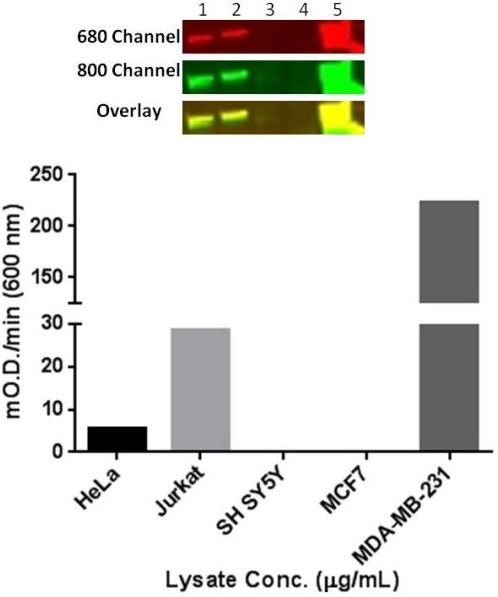 Western blot of cell lysates (top panel): 1) HeLa, 2) Jurkat, 3) Sy5y, 4) MCF7, 5) MDA-MB-231 (10 μg/lane) using primary antibodies: rabbit anti-vimentin (1/1000 dilution) and mouse anti-vimentin (ab8978, 1/1000 dilution); Secondary antibodies used were goat anti‑rabbit 680-RD (Red, 1/10,000) and goat anti‑mouse 800 (Green, 1/10,000). Blot was scanned using a LI‑COR® Odyssey® imager and overlay shows target specificity for total vimentin (yellow). Bar graph (bottom panel) represents relative mOD/min (600 nm) observed for 10 μg/mL cell lysate, except for MDA-MB-231 cell lysate which reports mOD/min (600 nm) for 1 μg/mL.