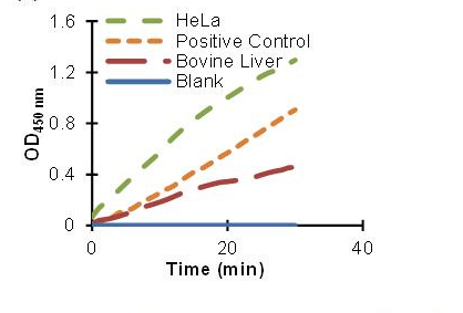 PFK activity determined in bovine liver and HeLa cell lysate. Assay performed following kit protocol.