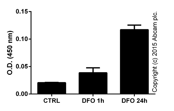 HEK293 cells were treated with 1 mM deferoxamine mesylate (DFO) for 1 or 24 hours. 40 micoliters of nuclear lysates (ab113474; corresponding to 4e6 cells) were tested in duplicates (+/- SD).