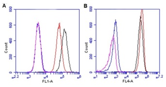 A total of 10,000 gated events were captured for analysis of HeLa cells with or without chloramphenicol (16 µM, 6-days). The results show MTCO1 Alexa®488, FL1(A) and SDHA Alexa®647, FL4(B) co staining for untreated, no anitobdies (blue); untreated with antibodies (black); chloramphenicol, no antibodies (purple); and chloramphenicol with antibodies (red).