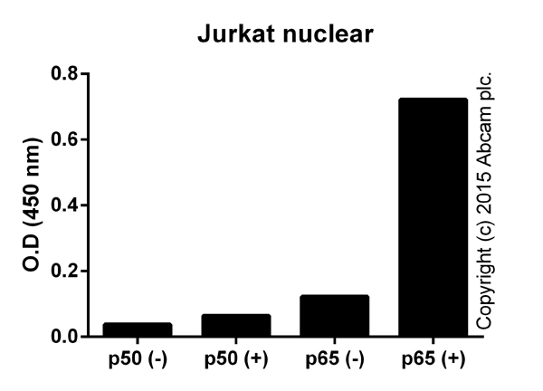 Jurkat cells were treated for 24 hours with 50 ng x mL-1 PMA (ab120297) and 1 uM ionomycin (ab120116). Nuclear lysates were extracted (ab113474) and 40 uL, corresponding to 4e6 cells, were tested.