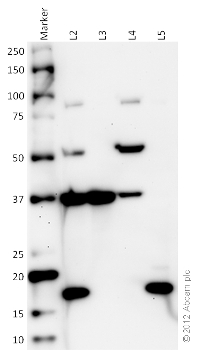 HeLa cell lysate was prepared using the Cell Fractionation Kit ab109719. All blocking and antibody incubation steps were done in 5% milk, 20 mM Tris-HCl, 0.1% TWEEN-20. All lanes : Anti-Sodium Potassium ATPase antibody – Plasma Membrane Marker Anti-ATP5A antibody – Mitochondrial Marker Anti-GAPDH antibody – Cytosolic Marker Anti-Histone H3 (di methyl K9) antibody – Nuclear Marker Lane 1 : Marker Lane 2 : HeLa Whole Cell Lysate Lane 3 : HeLa Cytosolic Fraction Lysate Lane 4 : HeLa Mitochondrial Fraction Lysate Lane 5 : HeLa Nuclear Fraction Lysate Secondary Goat polyclonal to Mouse IgG – H&L – Pre-Adsorbed (HRP) at 1/10000.
