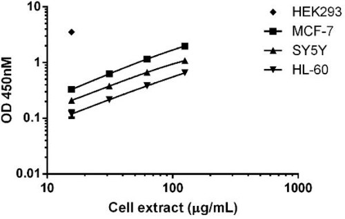 Background subtracted data from duplicate measurements are plotted. Due to relative high expression levels of catalase in the cell line HEK 293, signal saturates when lysate is loaded at > 16 µg/mL.