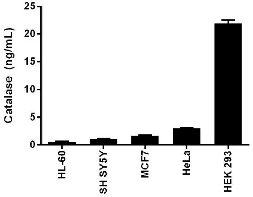 Interpolated values of catalase are plotted for the indicated cell lines based on an extract load of 16 µg/mL.
