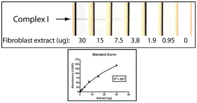 An example using ab109720 to measure Complex I activity in human fibroblast samples. Developed dipsticks from a 1:2 dilution series using a positive control sample and the associated standard curve. Starting material was 30 µg of fibroblast protein extract.