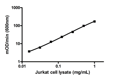 Example of serially diluted endogenous CTIP2 expression in Jurkat cells.