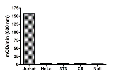 Demonstration of the specificity of this ELISA. Endogenous expression of CTIP2 in Jurkat cells is higher than other non-lymphocyte cells such as Hela (human carcinoma) and NIH3T3 (mouse fibroblast), and C6 (rat glioma).